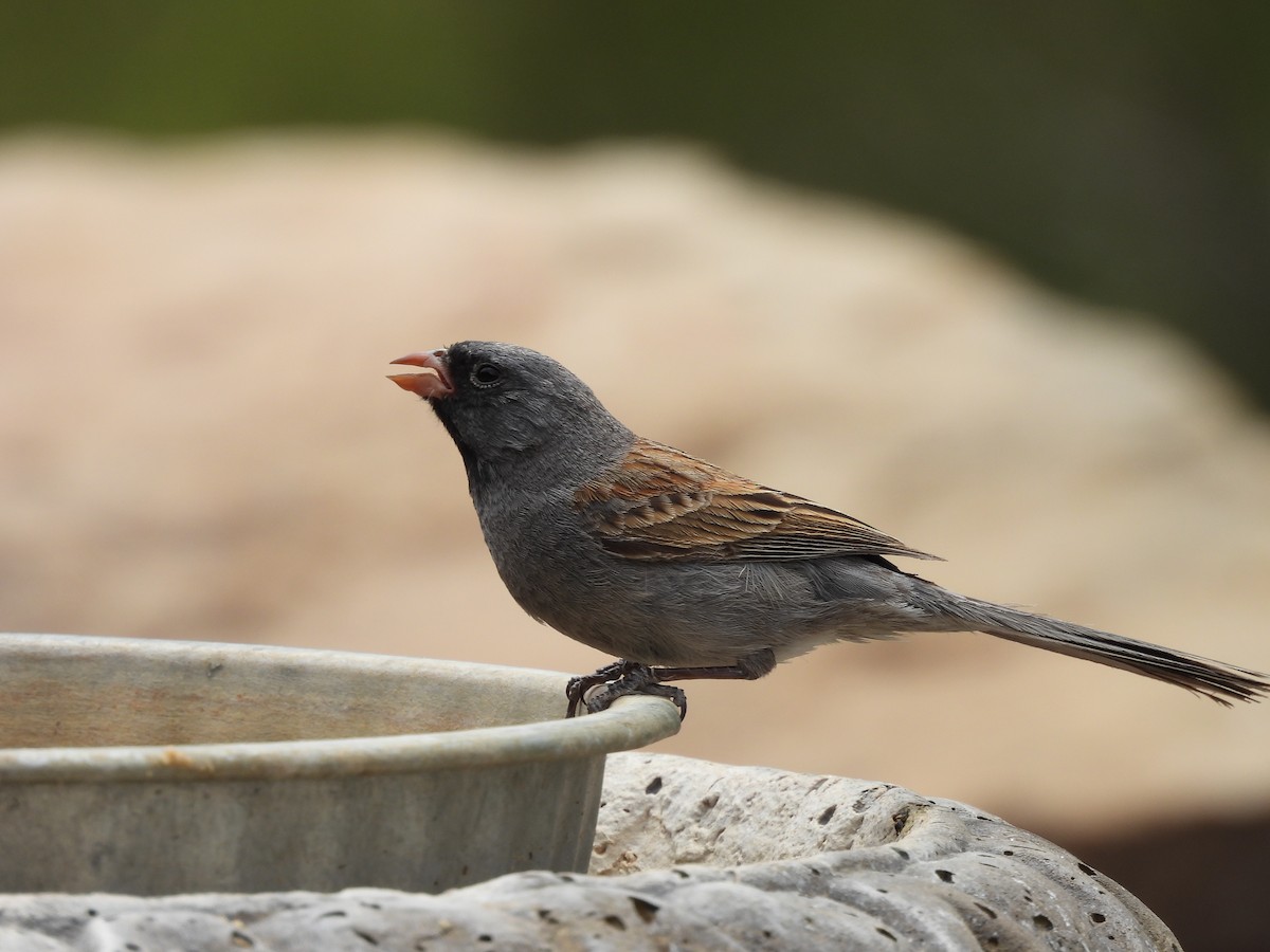 Black-chinned Sparrow - ML635631342