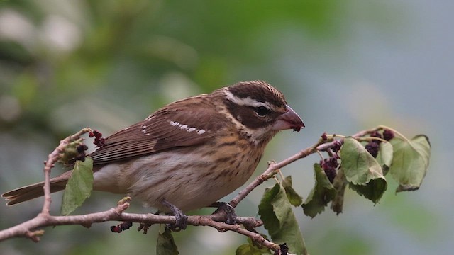 Rose-breasted Grosbeak - ML635631359