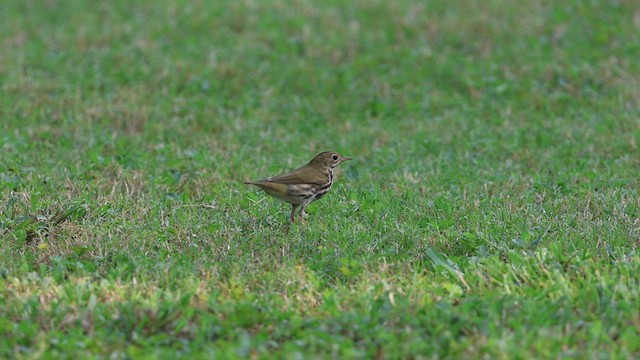 Ovenbird - ML635631384