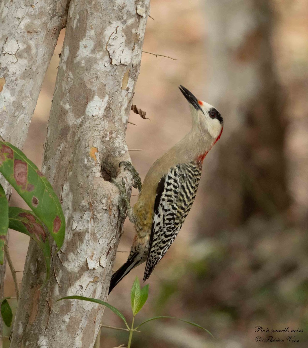 West Indian Woodpecker - ML635631490