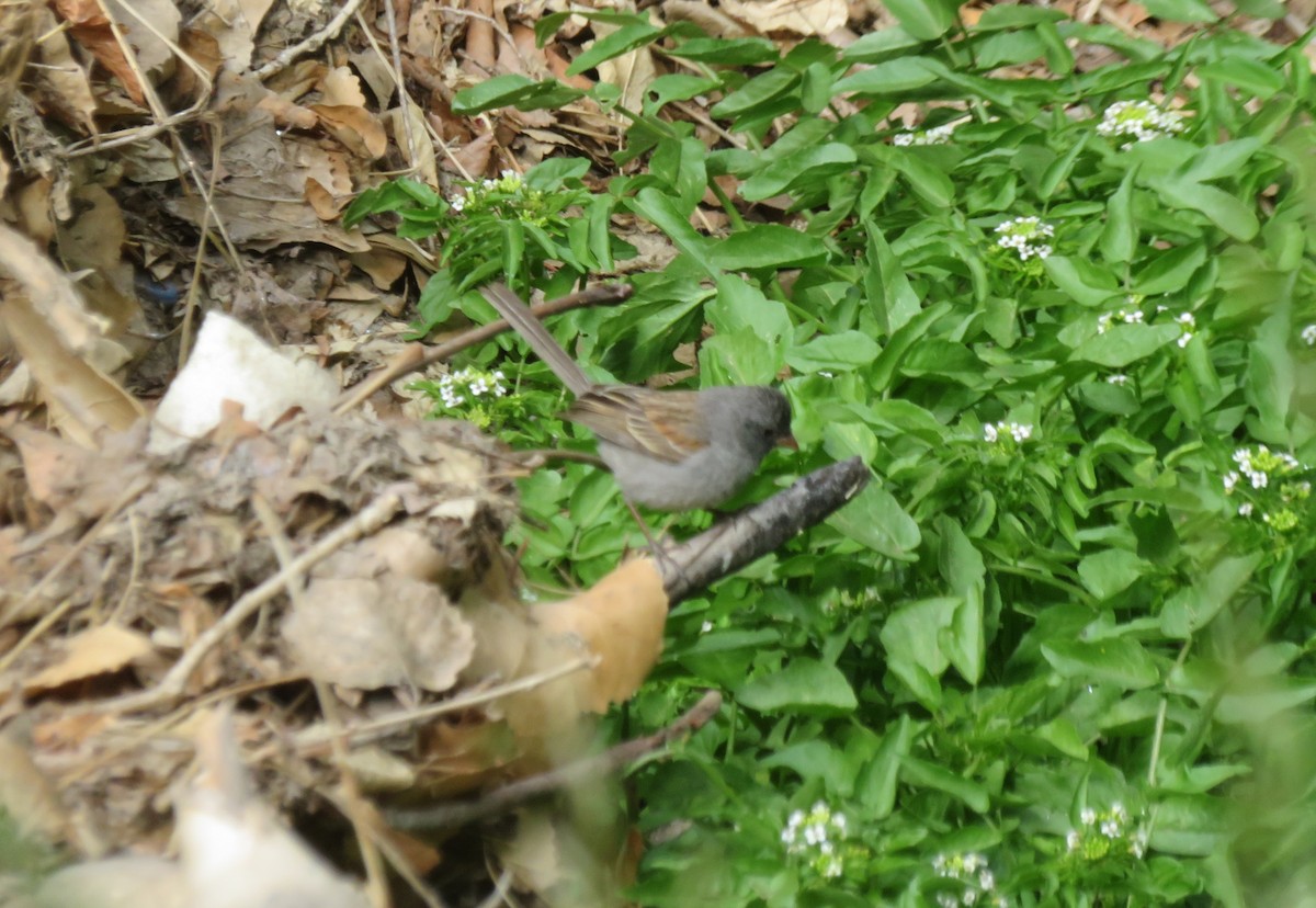 Black-chinned Sparrow - ML635631515