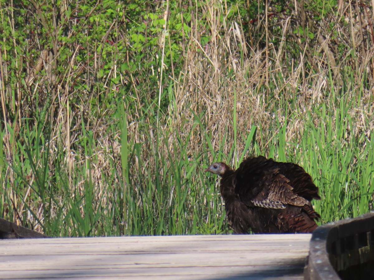 Wild Turkey - ML635631551