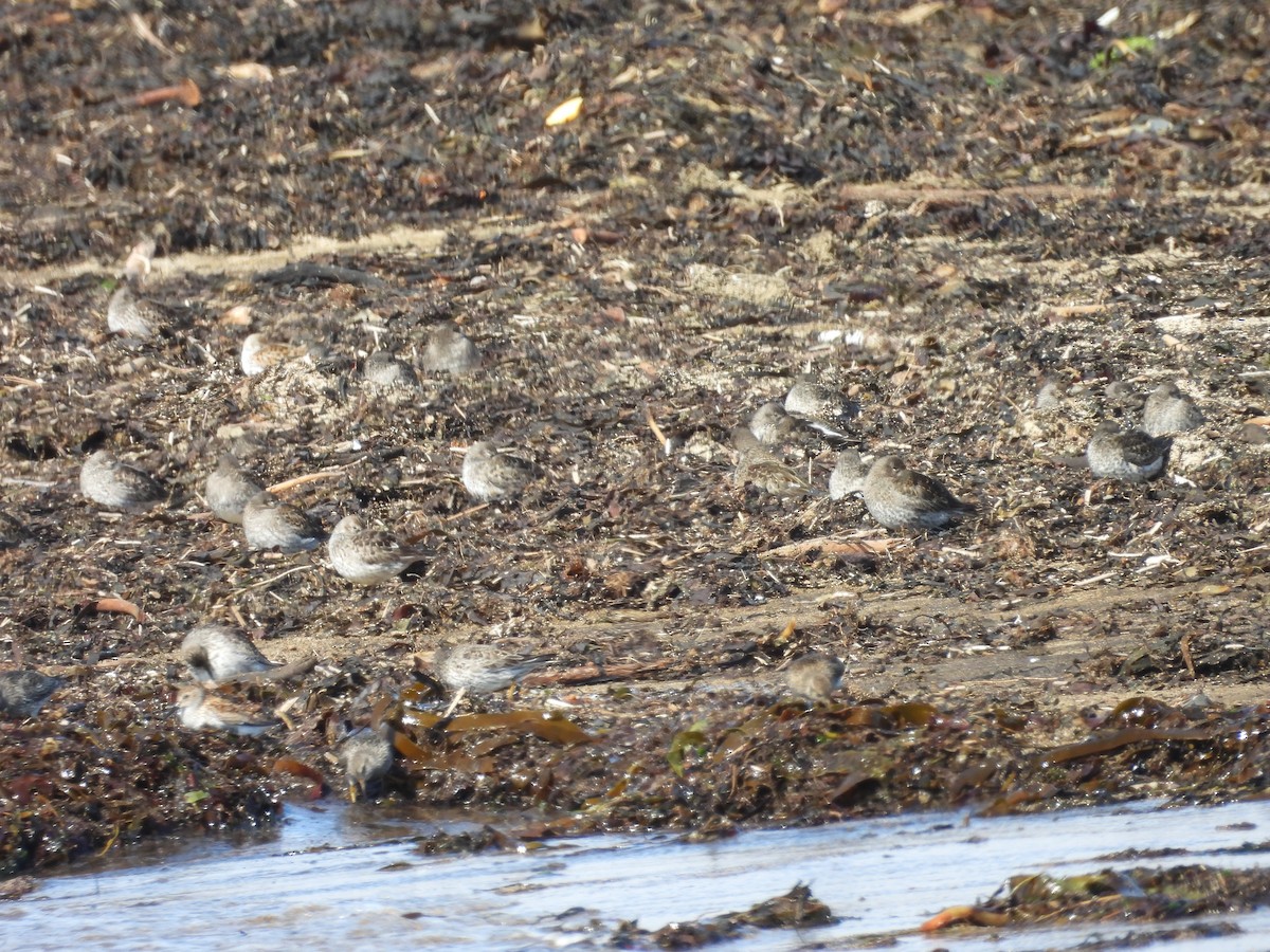 Purple Sandpiper - ML635631558