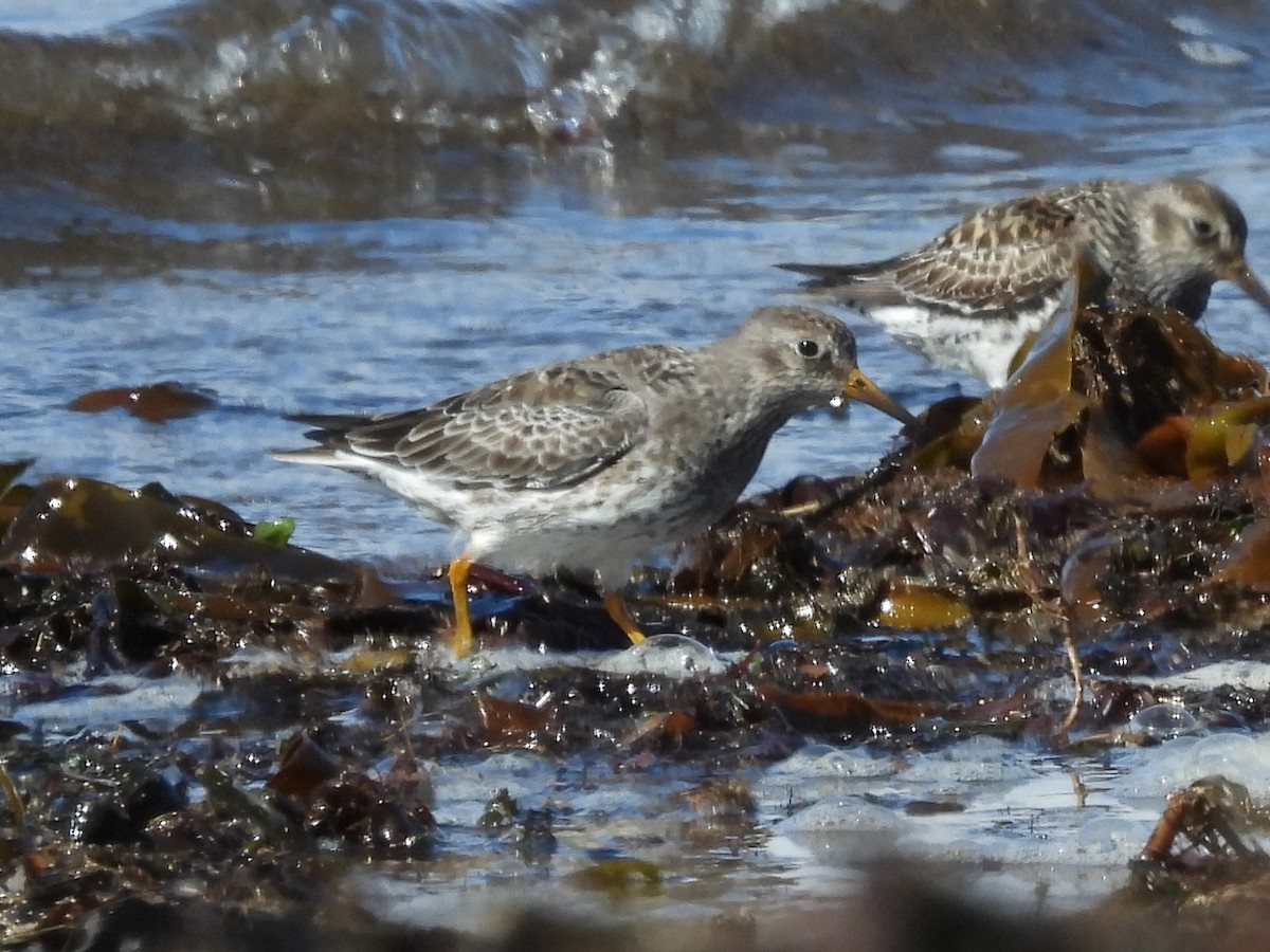 Purple Sandpiper - ML635631621