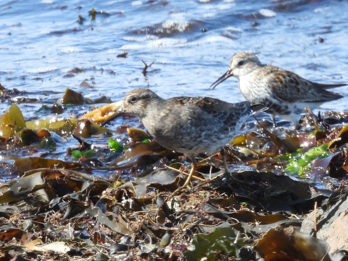 Purple Sandpiper - ML635631622