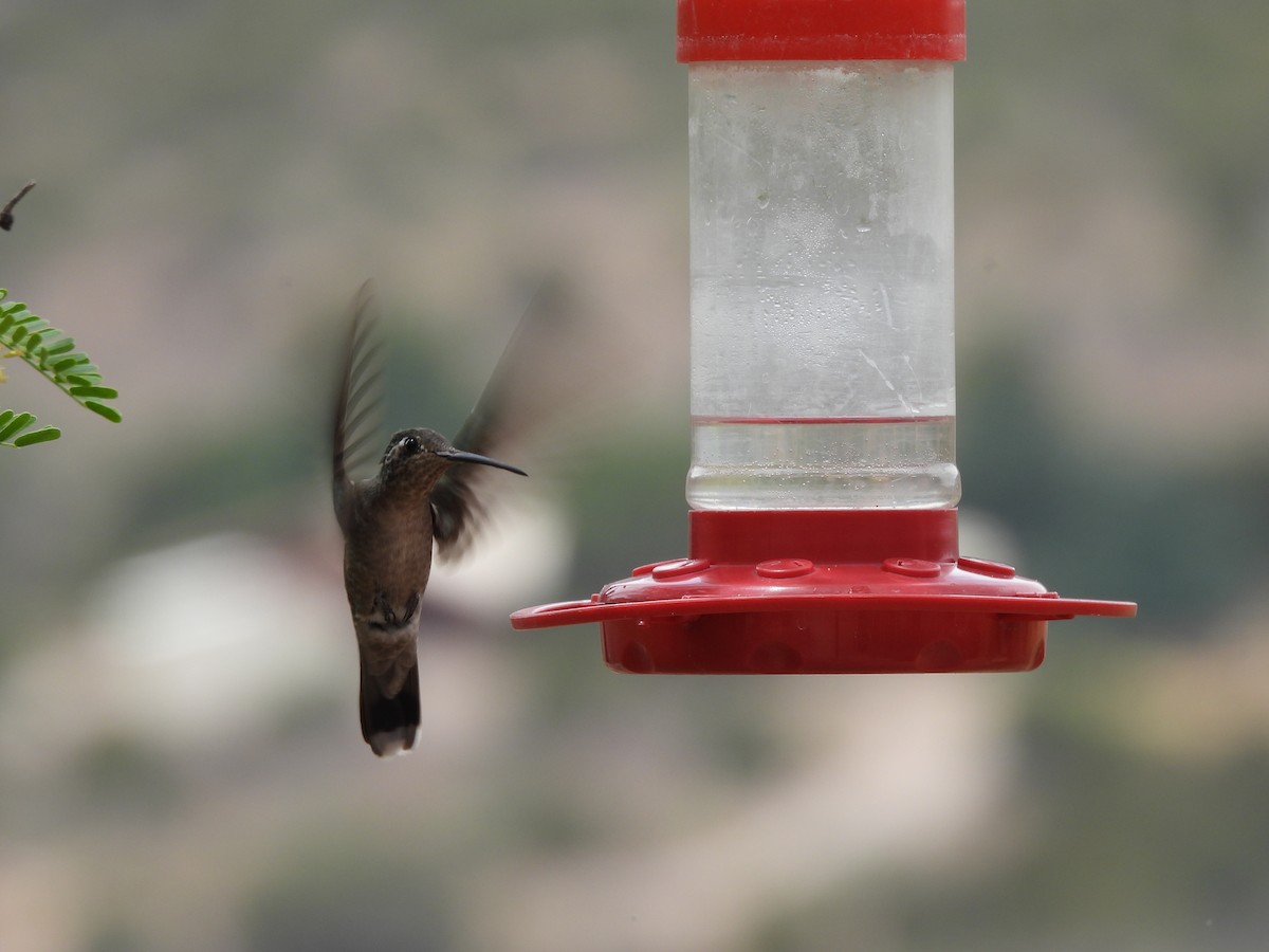 Rivoli's Hummingbird - ML635631656