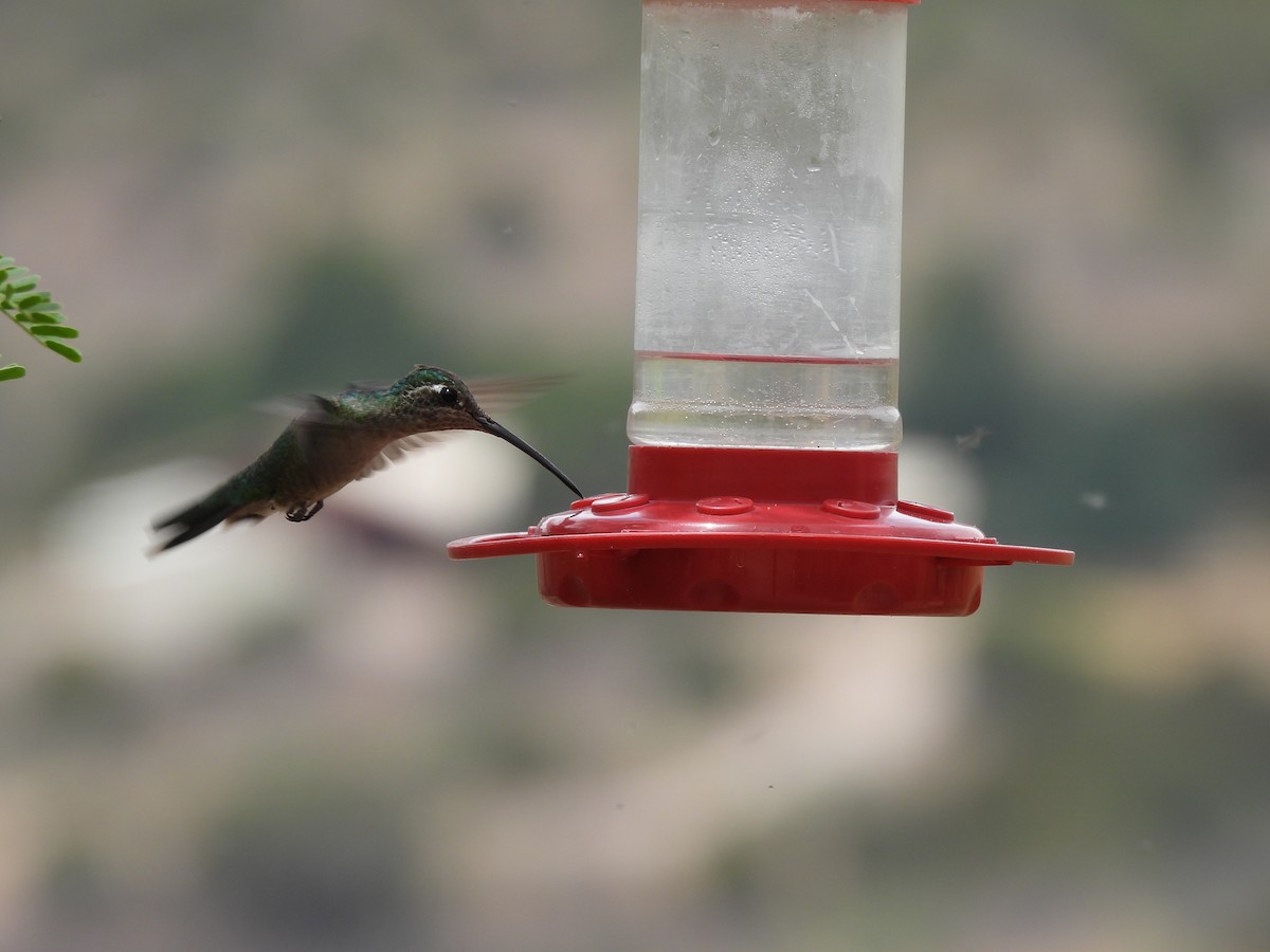 Rivoli's Hummingbird - ML635631657