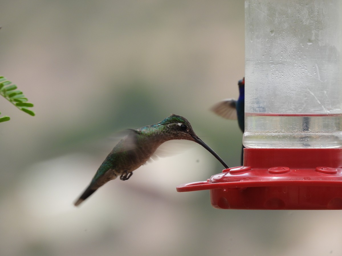 Rivoli's Hummingbird - ML635631658