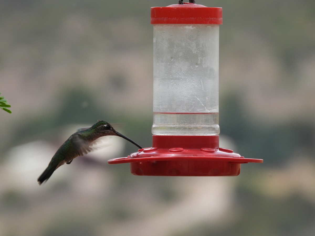 Rivoli's Hummingbird - ML635631659