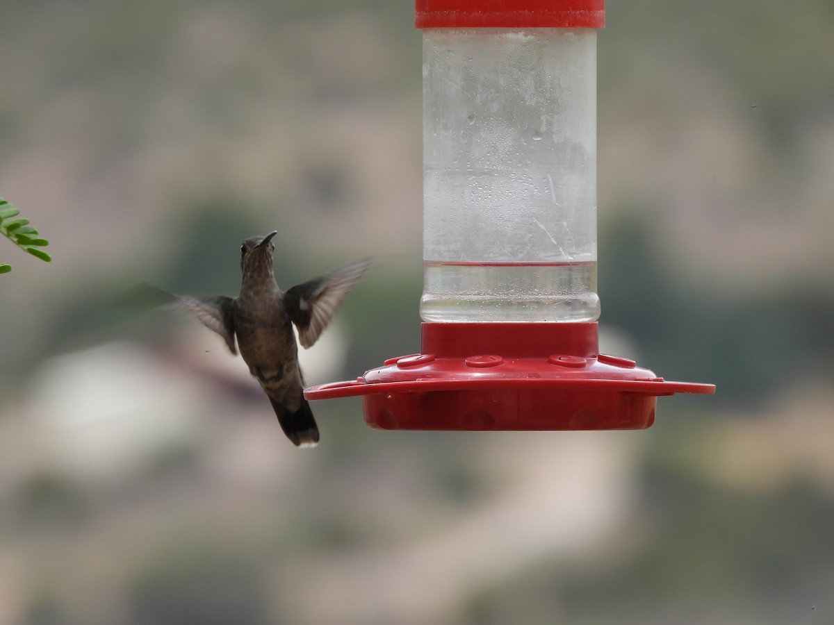 Rivoli's Hummingbird - ML635631660