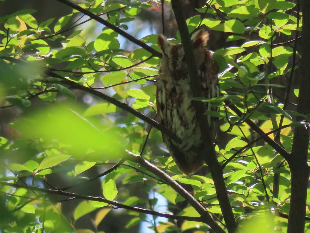 Eastern Screech-Owl - ML635631666