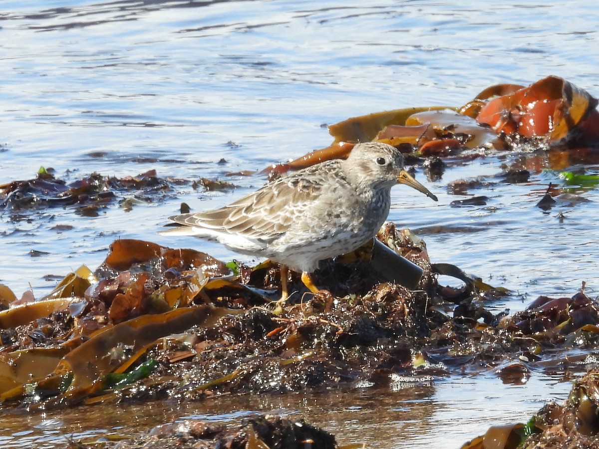 Purple Sandpiper - ML635631715