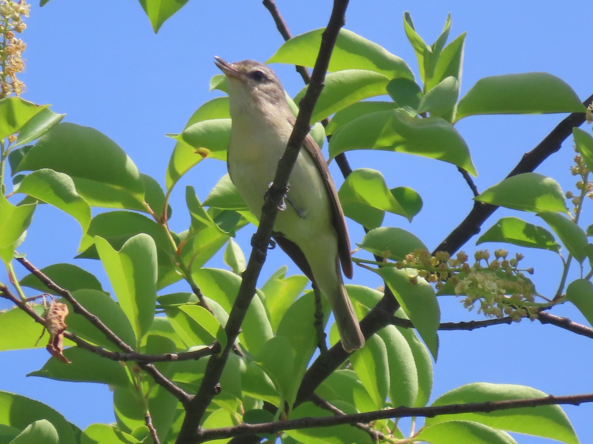 Warbling Vireo - ML635631718