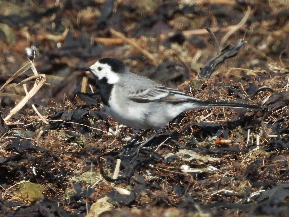 Хөх цэгцгий - ML635631733