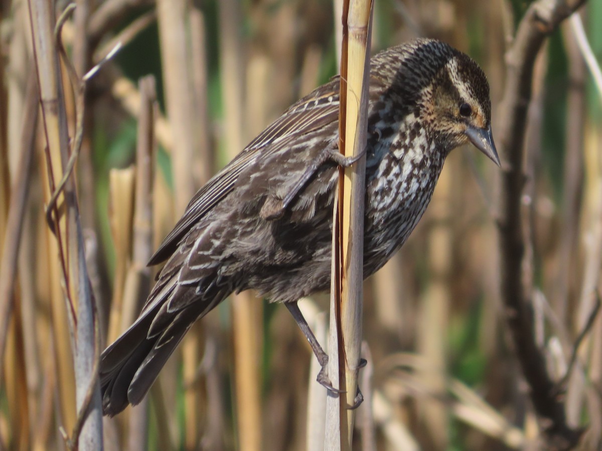 Red-winged Blackbird - ML635631757