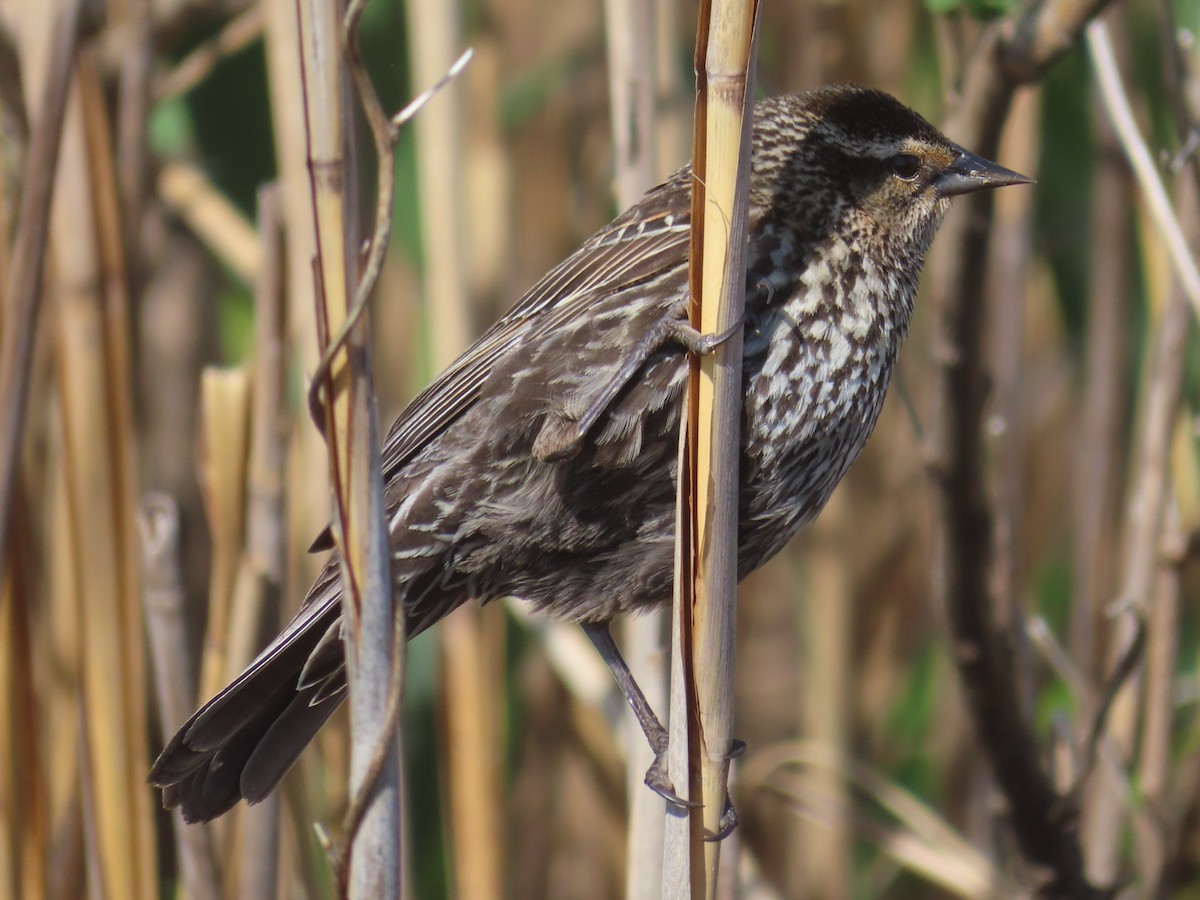 Red-winged Blackbird - ML635631758
