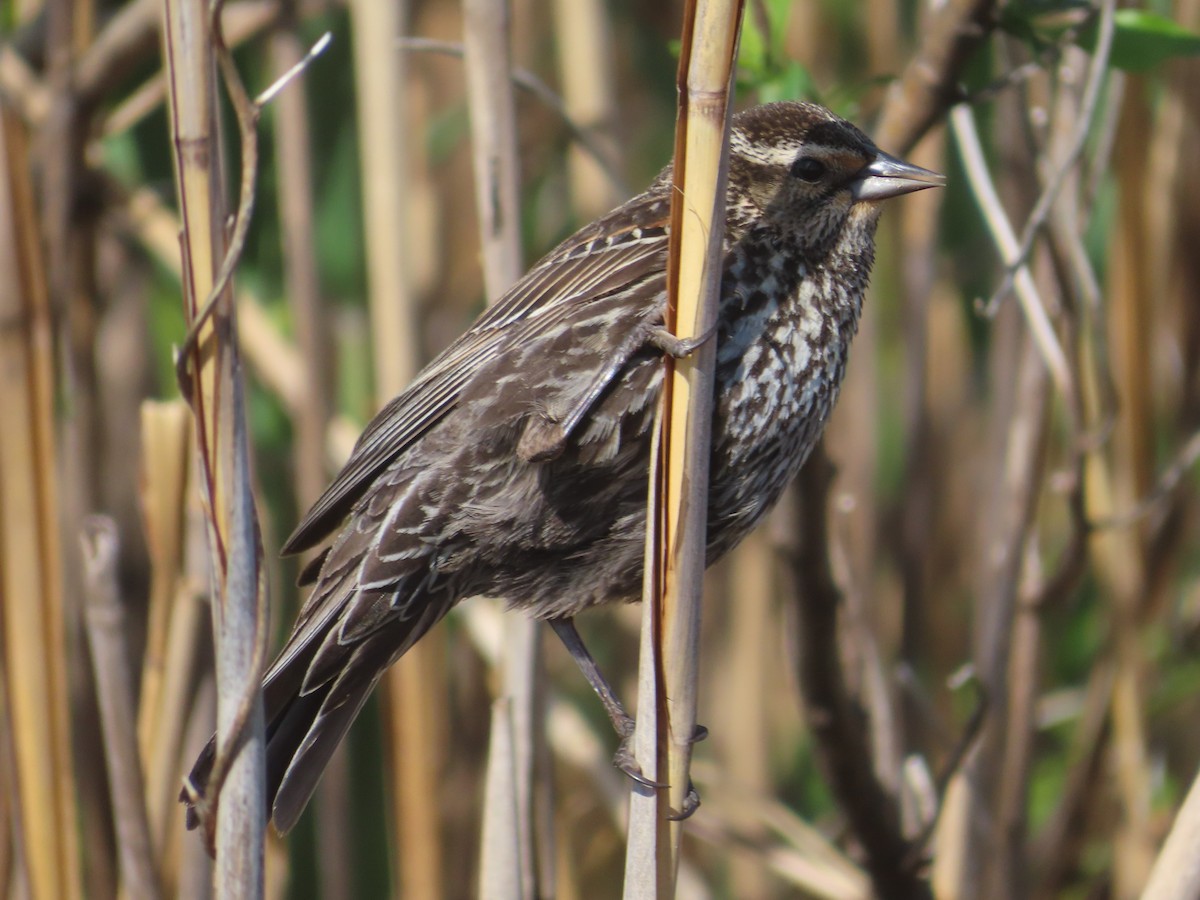 Red-winged Blackbird - ML635631759