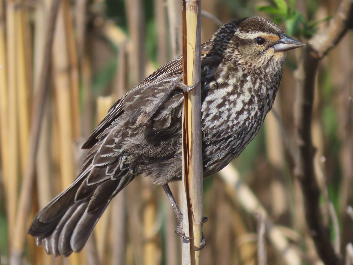 Red-winged Blackbird - ML635631760