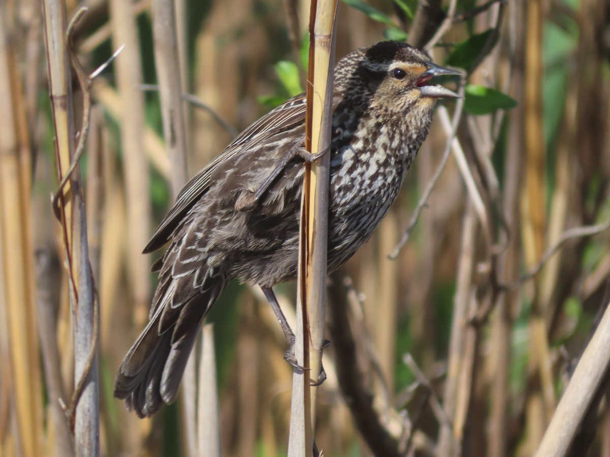 Red-winged Blackbird - ML635631761