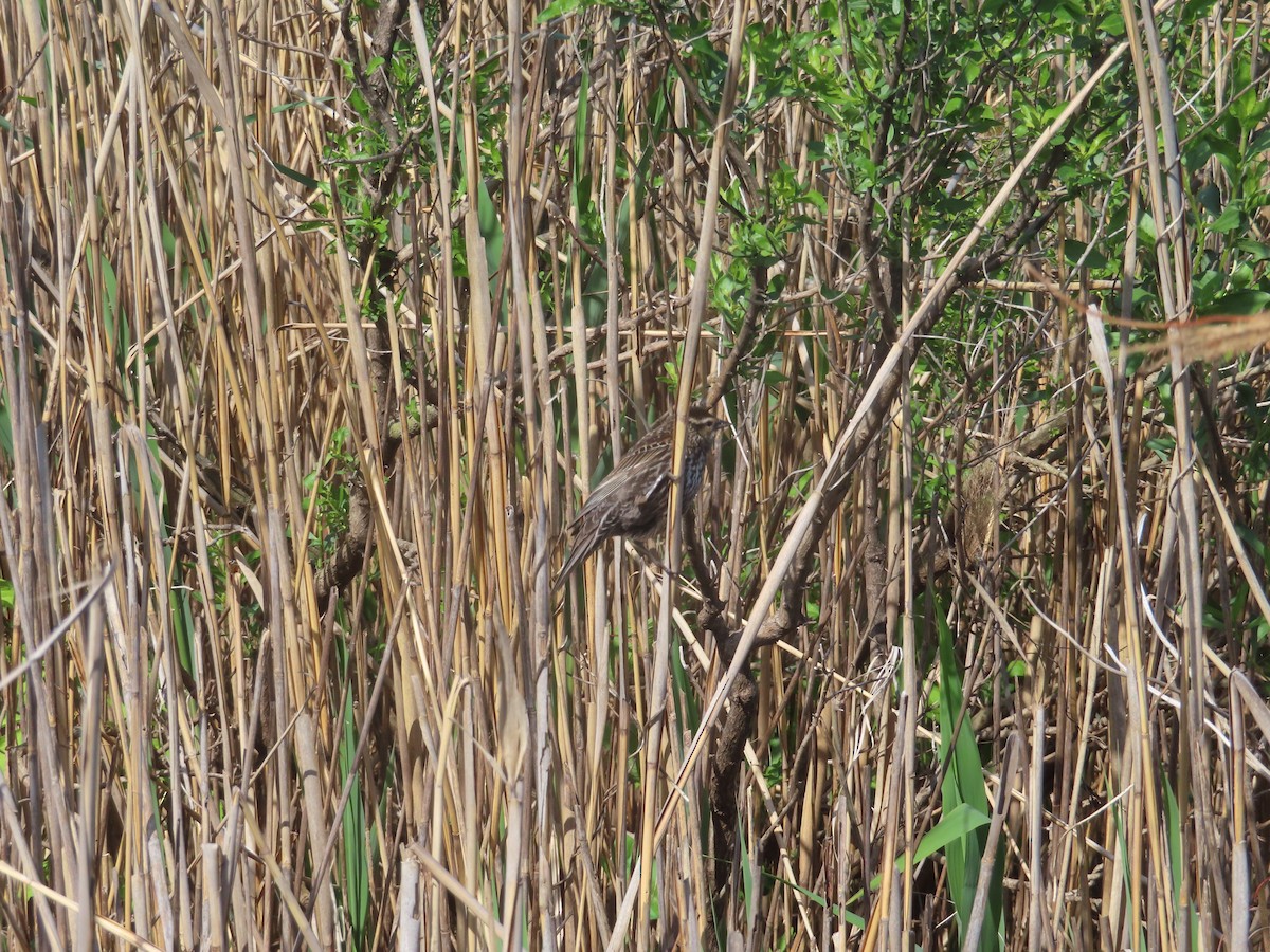 Red-winged Blackbird - ML635631762