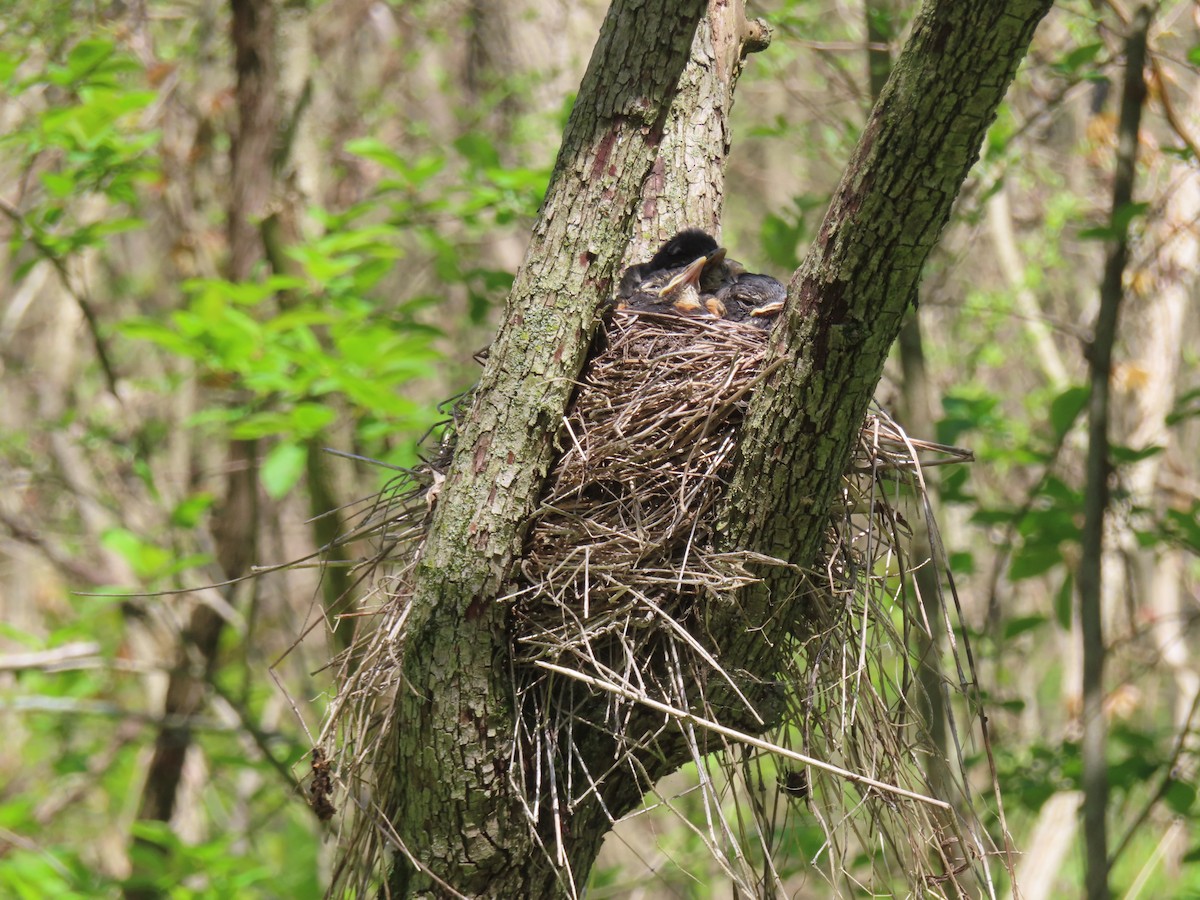 American Robin - ML635631775