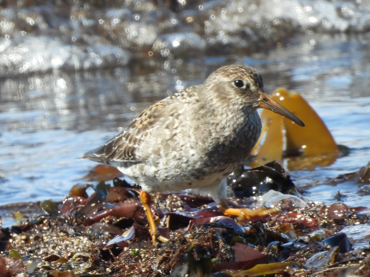 Purple Sandpiper - ML635631776