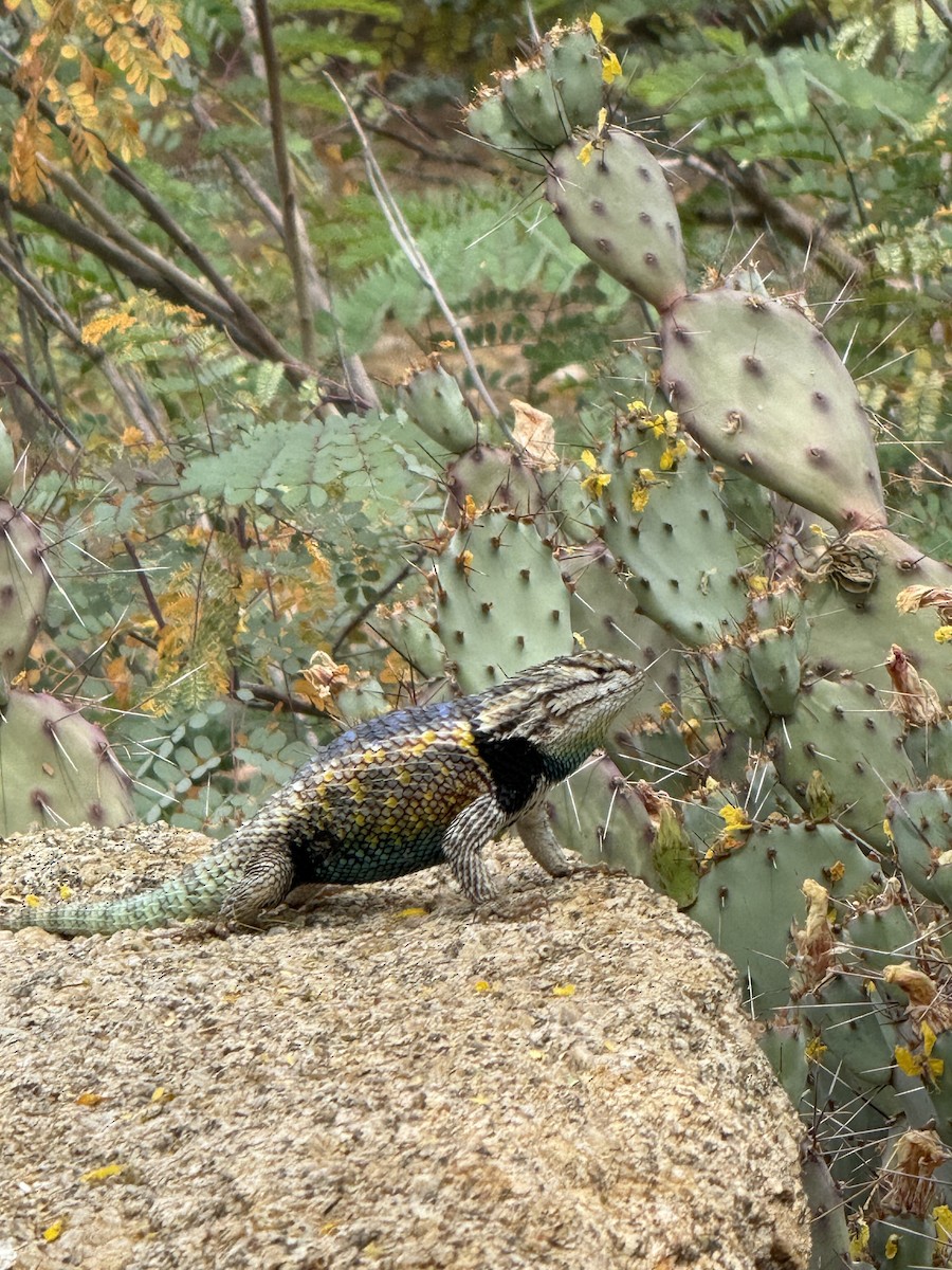 Desert Spiny Lizard - ML635631777