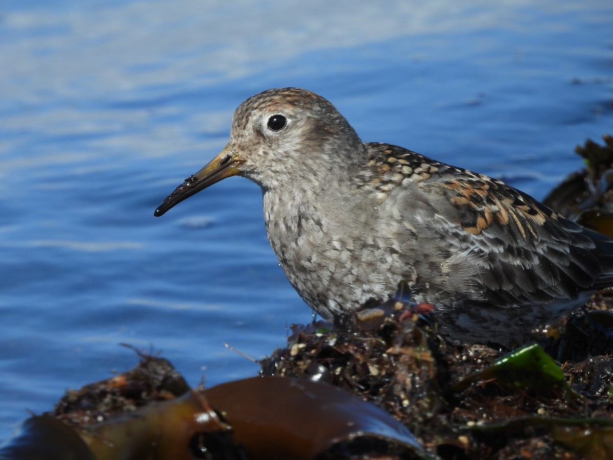 Purple Sandpiper - ML635631821