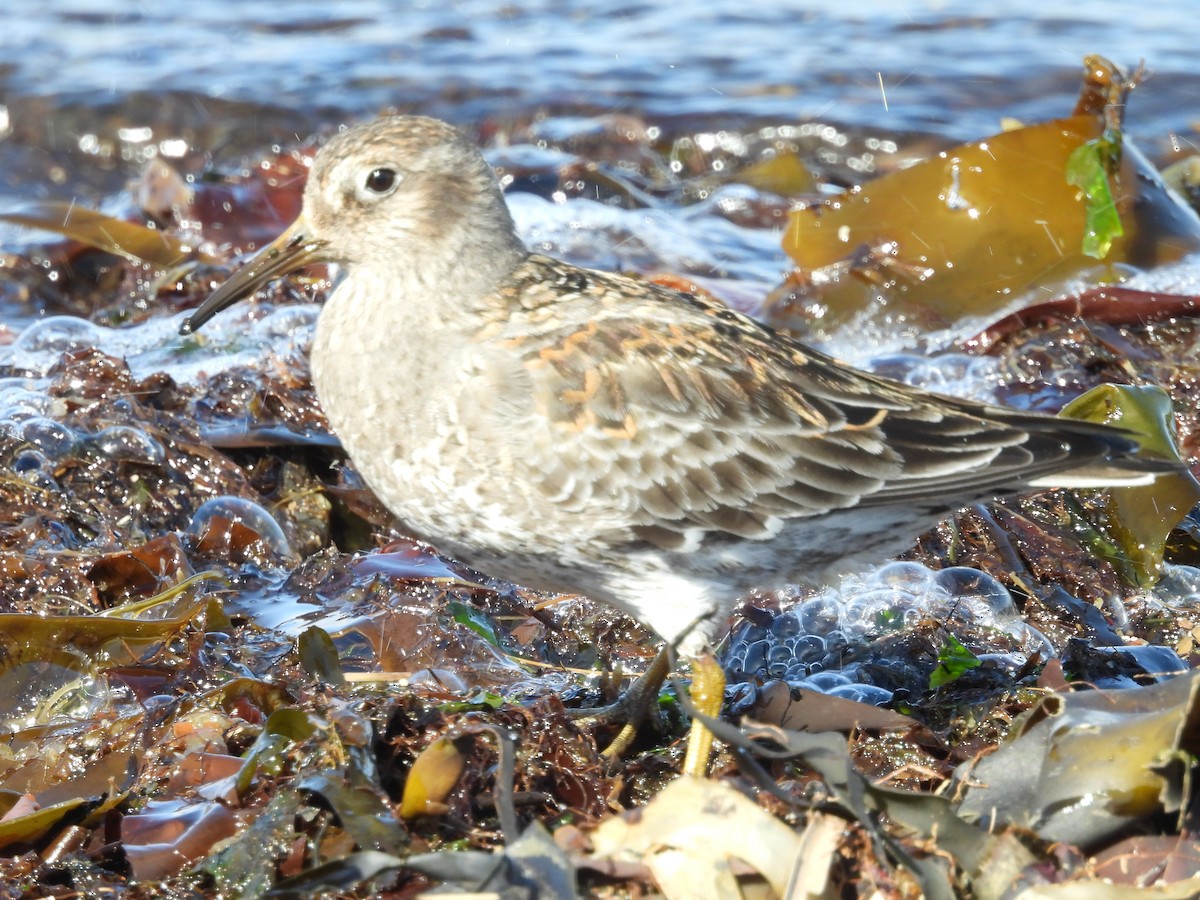 Purple Sandpiper - ML635631823