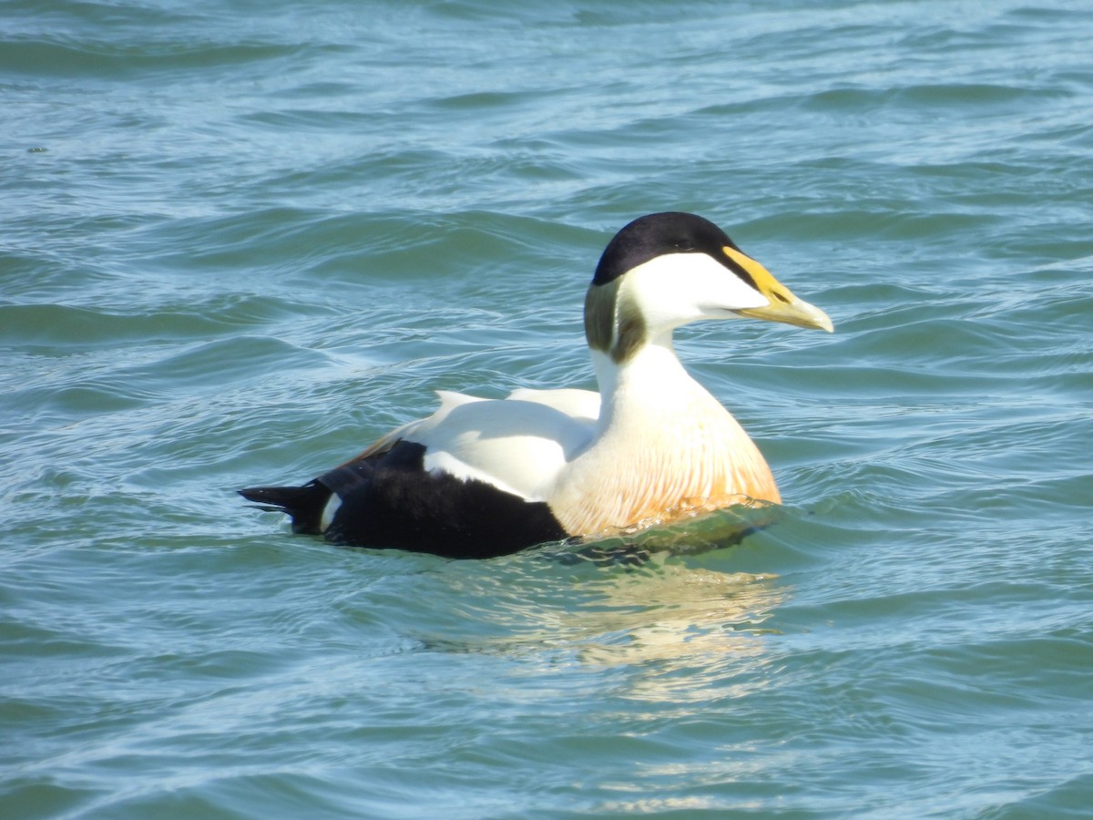 Common Eider - ML635631839