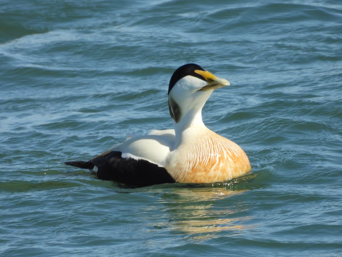 Common Eider - ML635631840