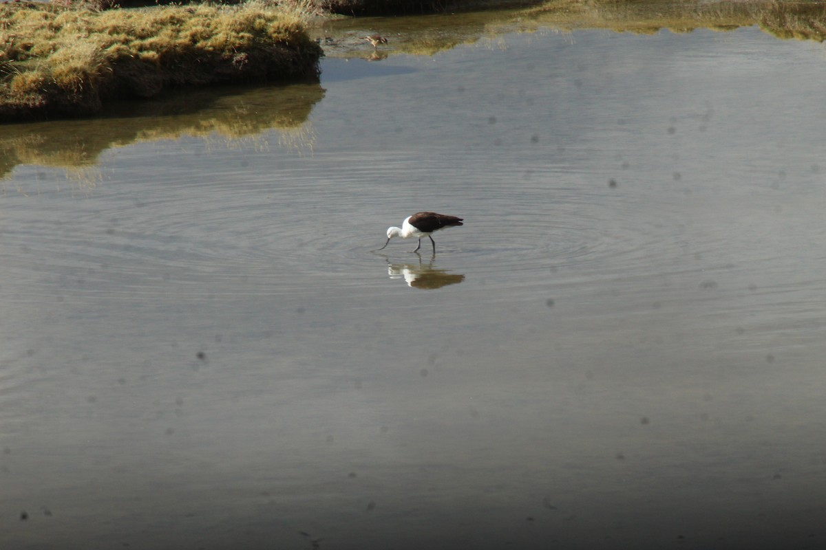 Andean Avocet - ML635631841