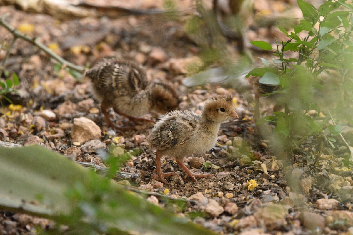 Gambel's Quail - ML635631848