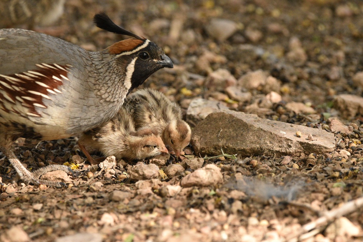 Gambel's Quail - ML635631849