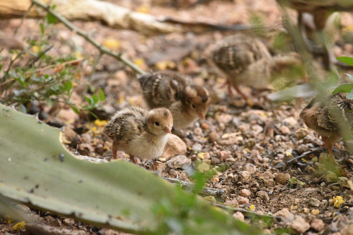 Gambel's Quail - ML635631850