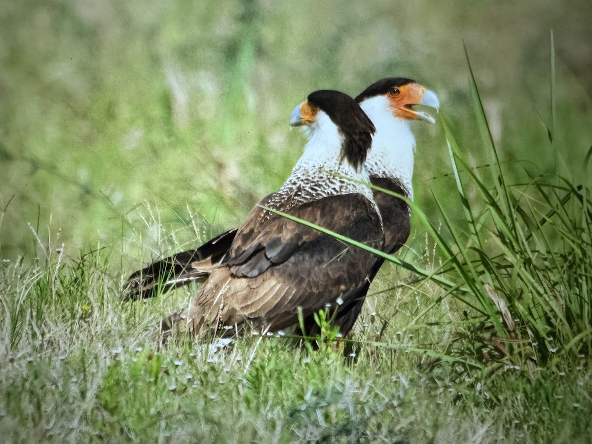 Crested Caracara (Northern) - ML635631865