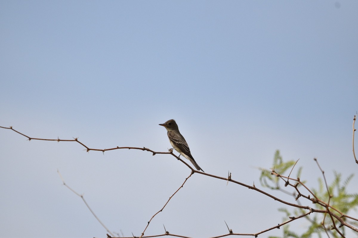 Western Wood-Pewee - ML635631891