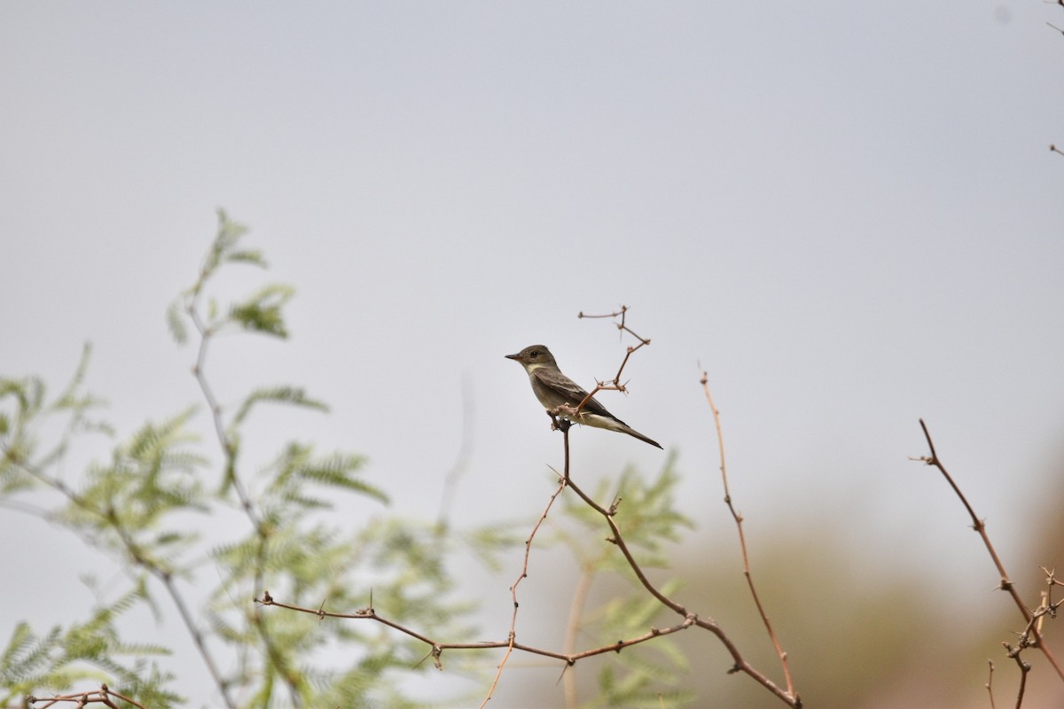 Western Wood-Pewee - ML635631892