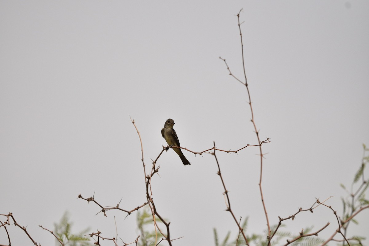 Western Wood-Pewee - ML635631893