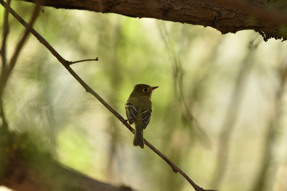 Western Flycatcher - ML635631909