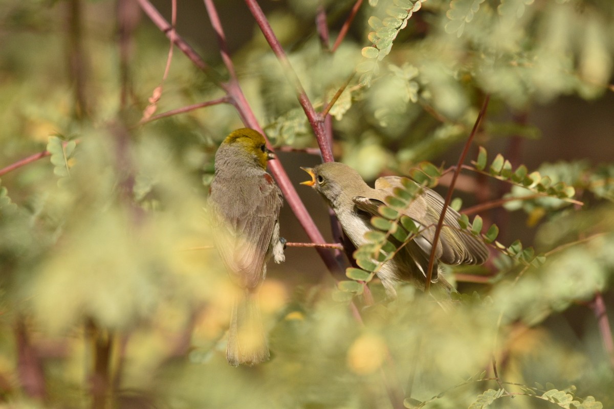 Verdin - ML635631917