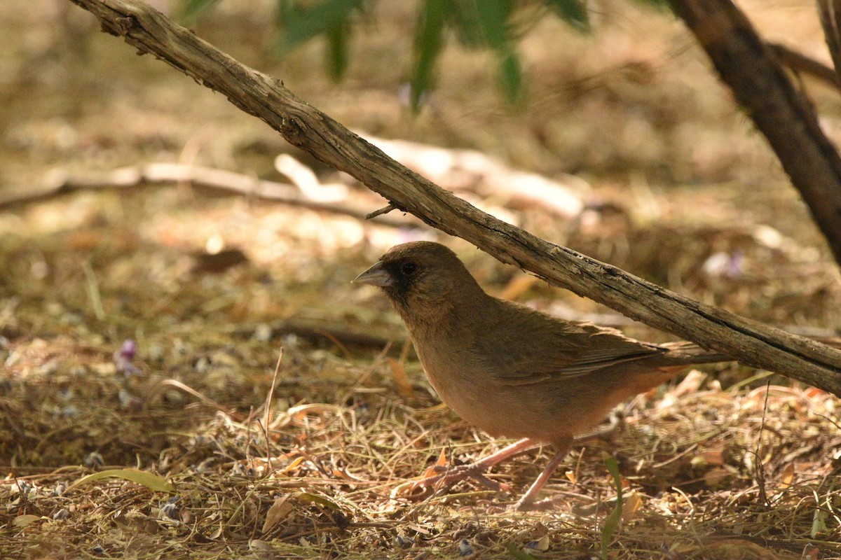 Abert's Towhee - ML635631932
