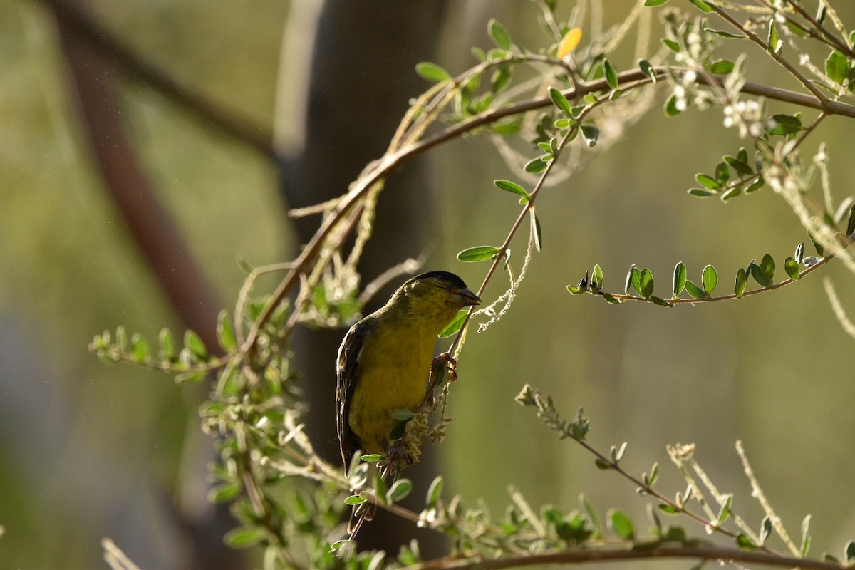 Lesser Goldfinch - ML635631946