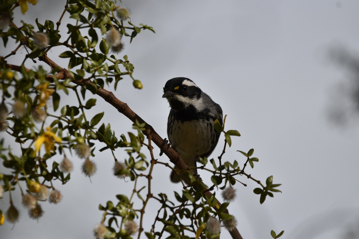 Black-throated Gray Warbler - ML635631952