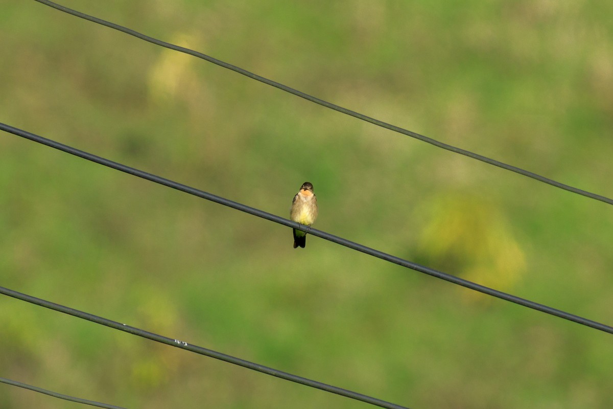 Southern Rough-winged Swallow - ML635631967