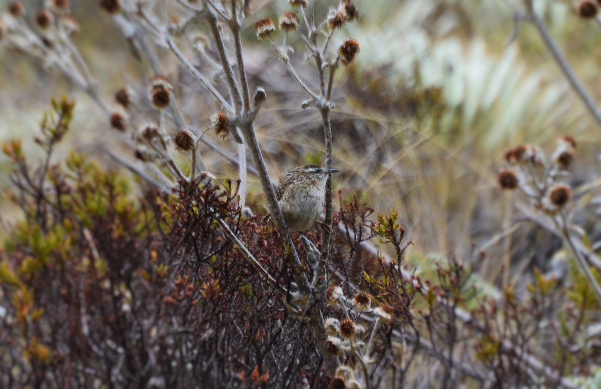 Merida Wren - ML635631996