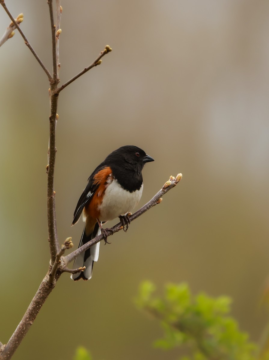 Eastern Towhee - ML635632012