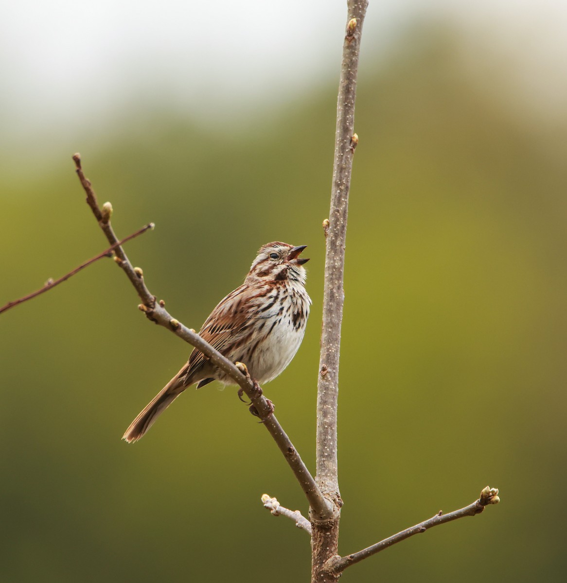 Song Sparrow - ML635632025