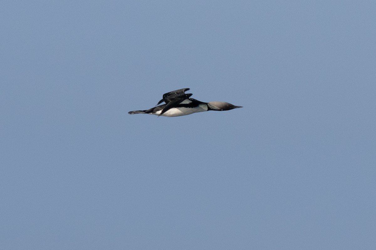 Pacific Loon - ML635632049