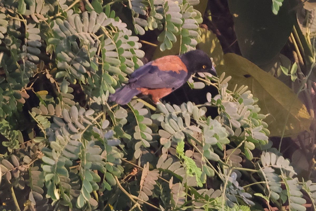 Chestnut-and-black Weaver - ML635632060